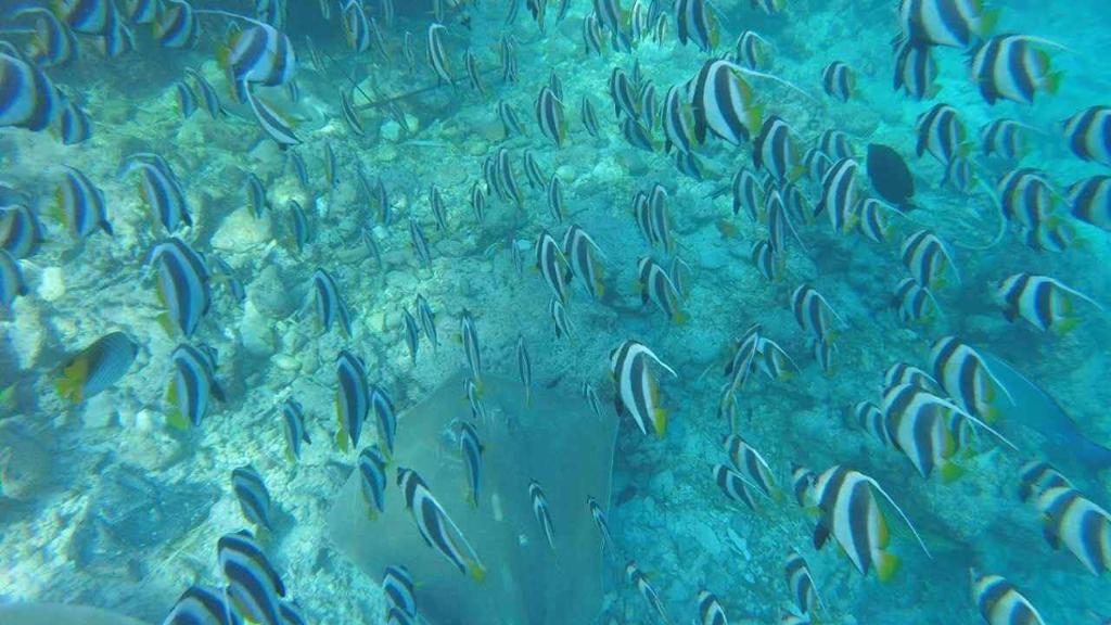 3 Point Snorkeling - Image 4